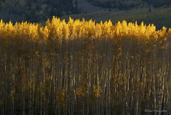 Morning sunlight grazes the tops of golden aspen trees near the town of Gothic.